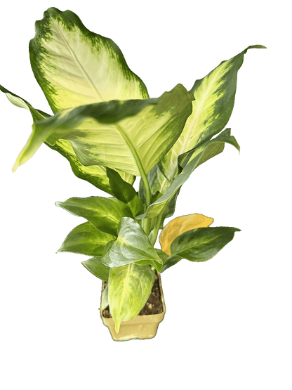 Dieffenbachia (Dumb Cane)