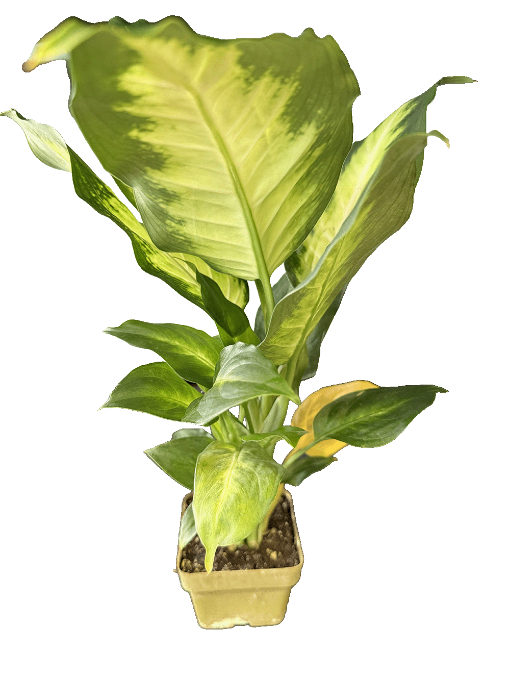 Dieffenbachia (Dumb Cane)
