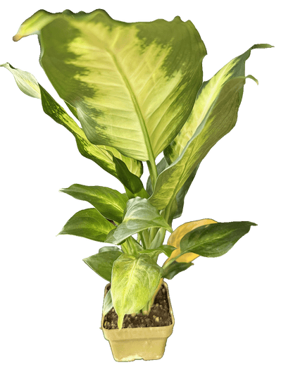 Dieffenbachia (Dumb Cane)