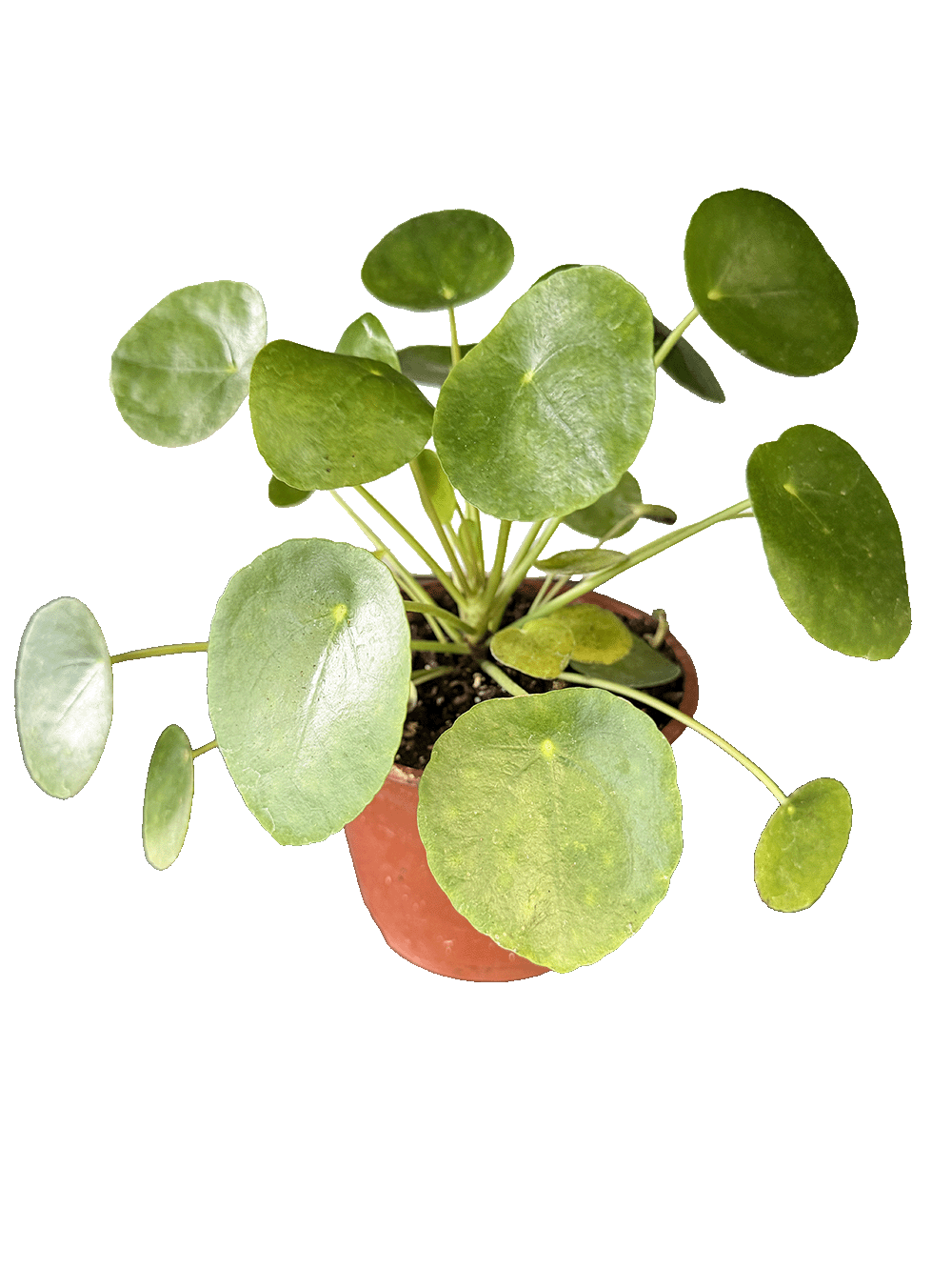 Chinese Money Plant (Pilea peperomioides)