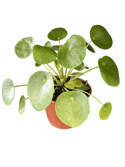 Chinese Money Plant (Pilea peperomioides)