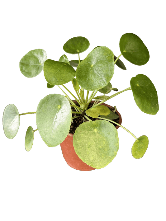 Chinese Money Plant (Pilea peperomioides)