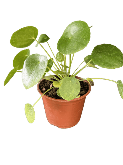Chinese Money Plant (Pilea peperomioides)