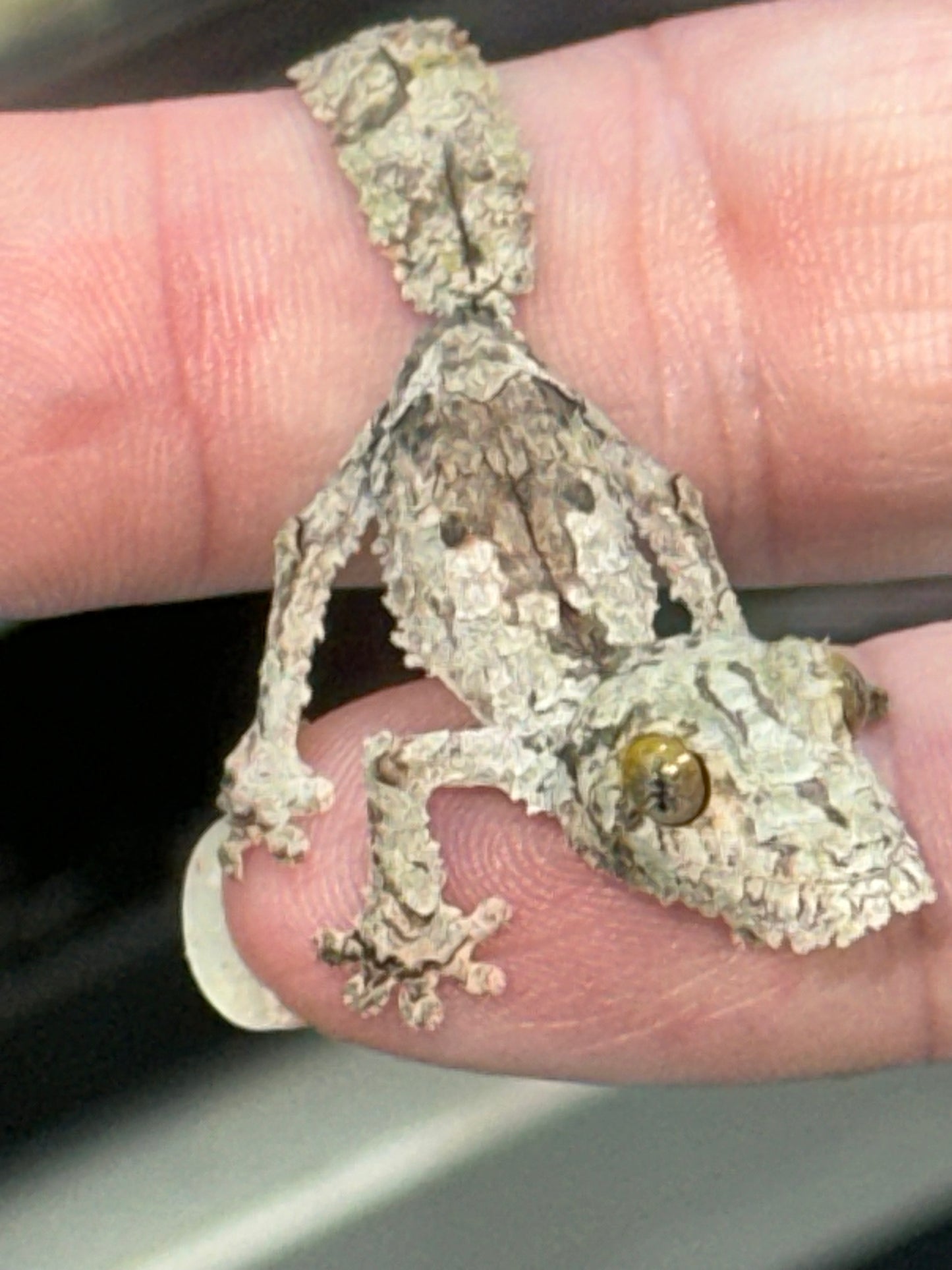 Super Mossy Leaf-Tailed Gecko (Uroplatus sikorae) - The Ghost of Madagascar