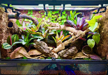 No Soil Bioactive Plant Package – Curated for Your Vivarium