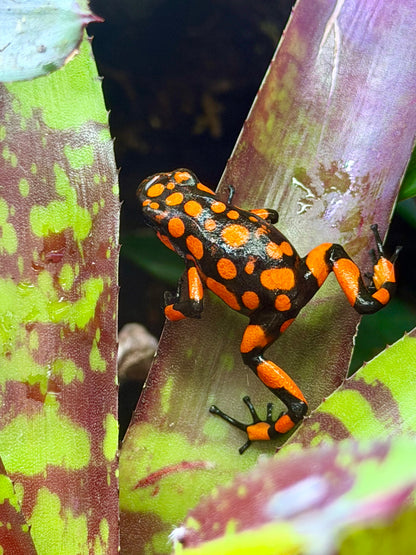 Oophaga histrionica "Bahia Solano" (Harlequin Poison Dart Frog)