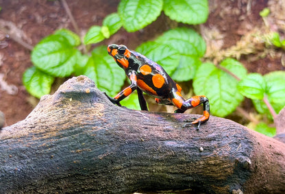 Oophaga histrionica "Bahia Solano" (Harlequin Poison Dart Frog)