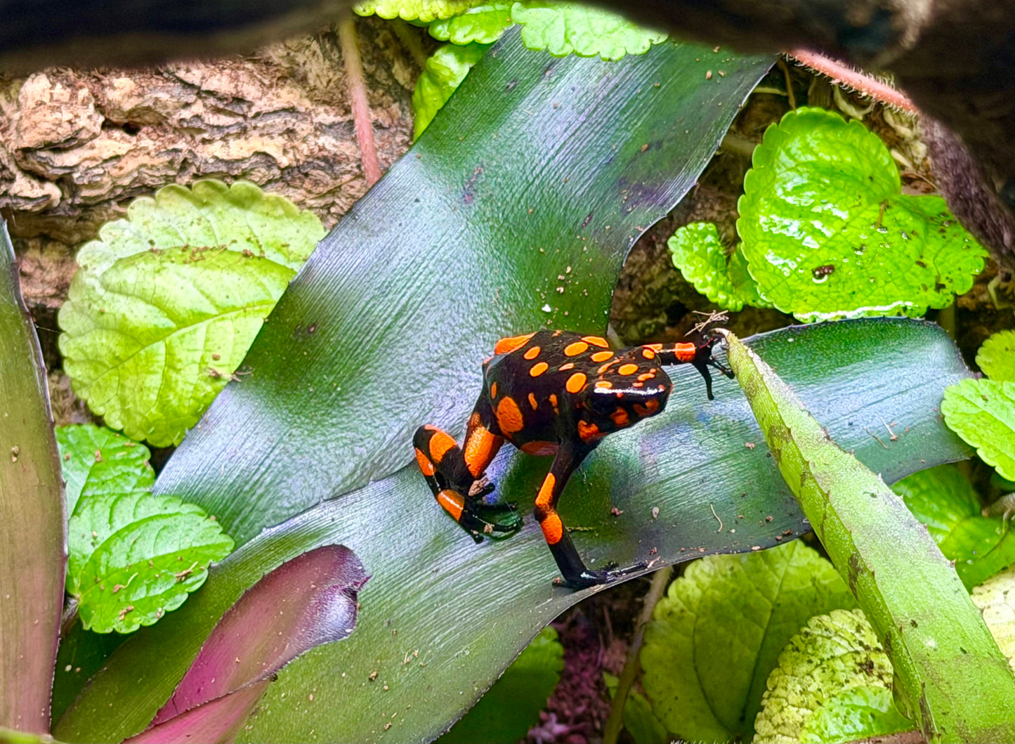 Oophaga histrionica "Bahia Solano" (Harlequin Poison Dart Frog)