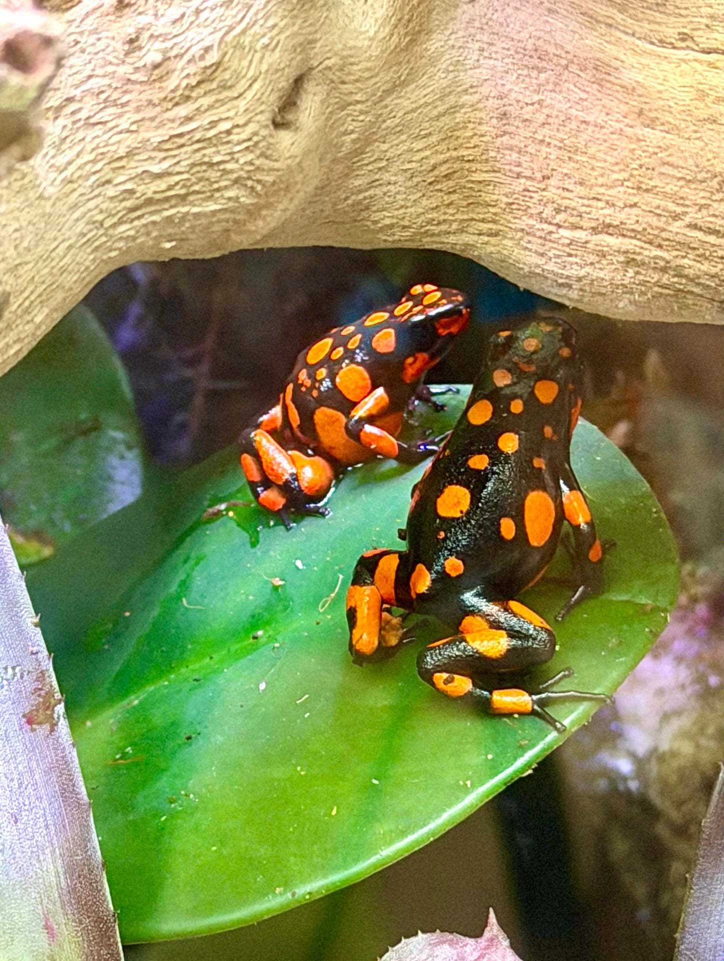 Oophaga histrionica "Bahia Solano" (Harlequin Poison Dart Frog)