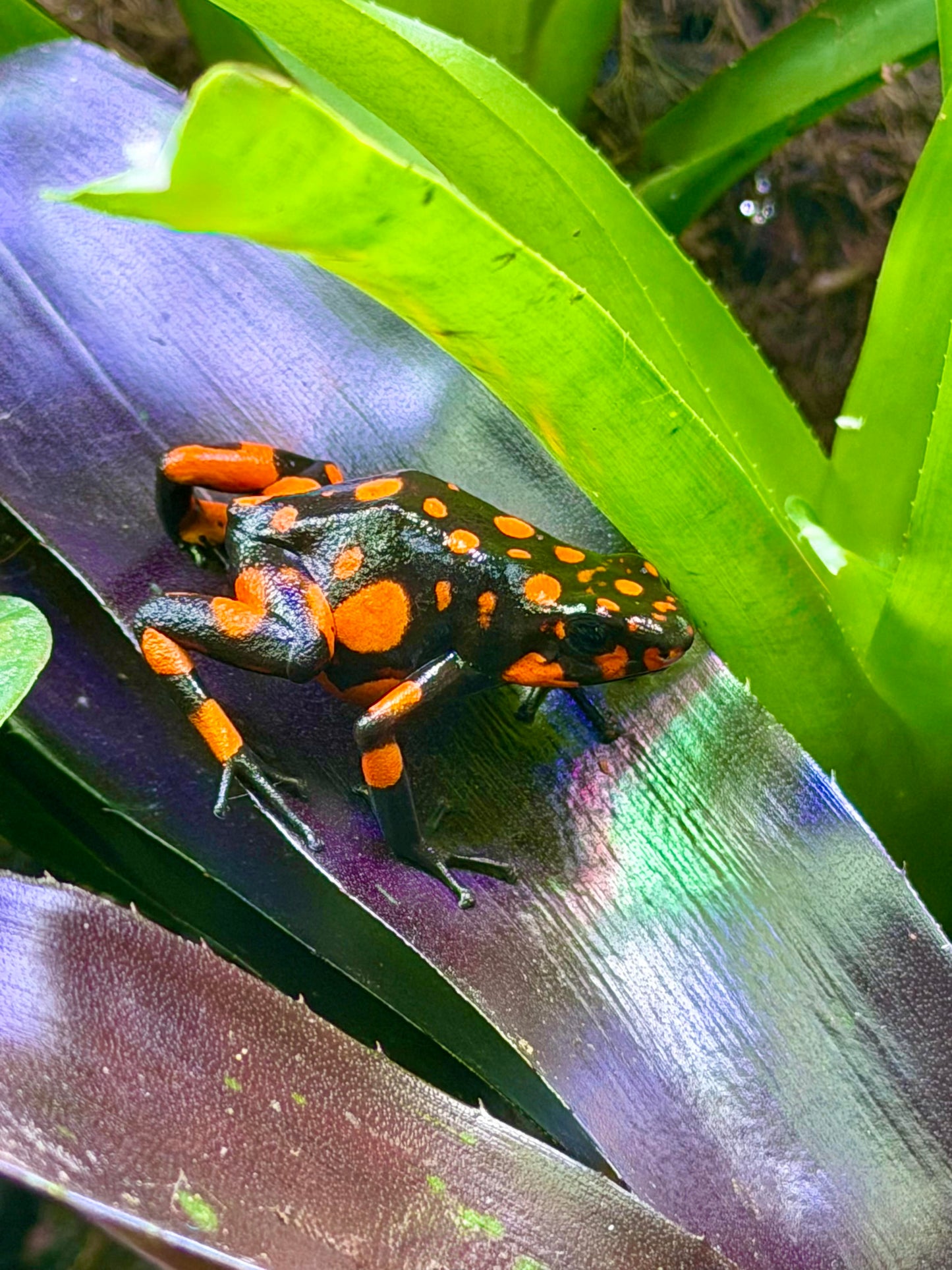 Oophaga histrionica "Bahia Solano" (Harlequin Poison Dart Frog)