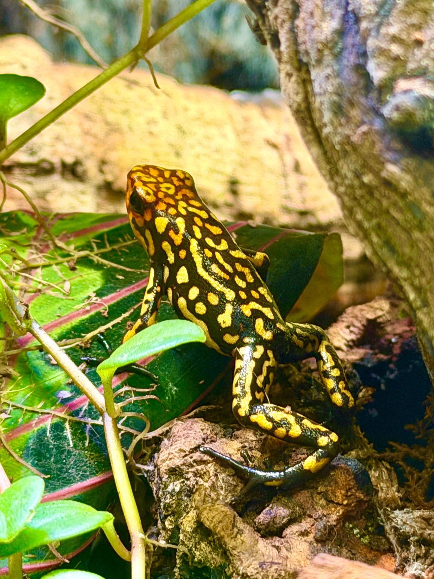 Oophaga histrionica "Redhead - Small Form" (Harlequin Poison Dart Frog)