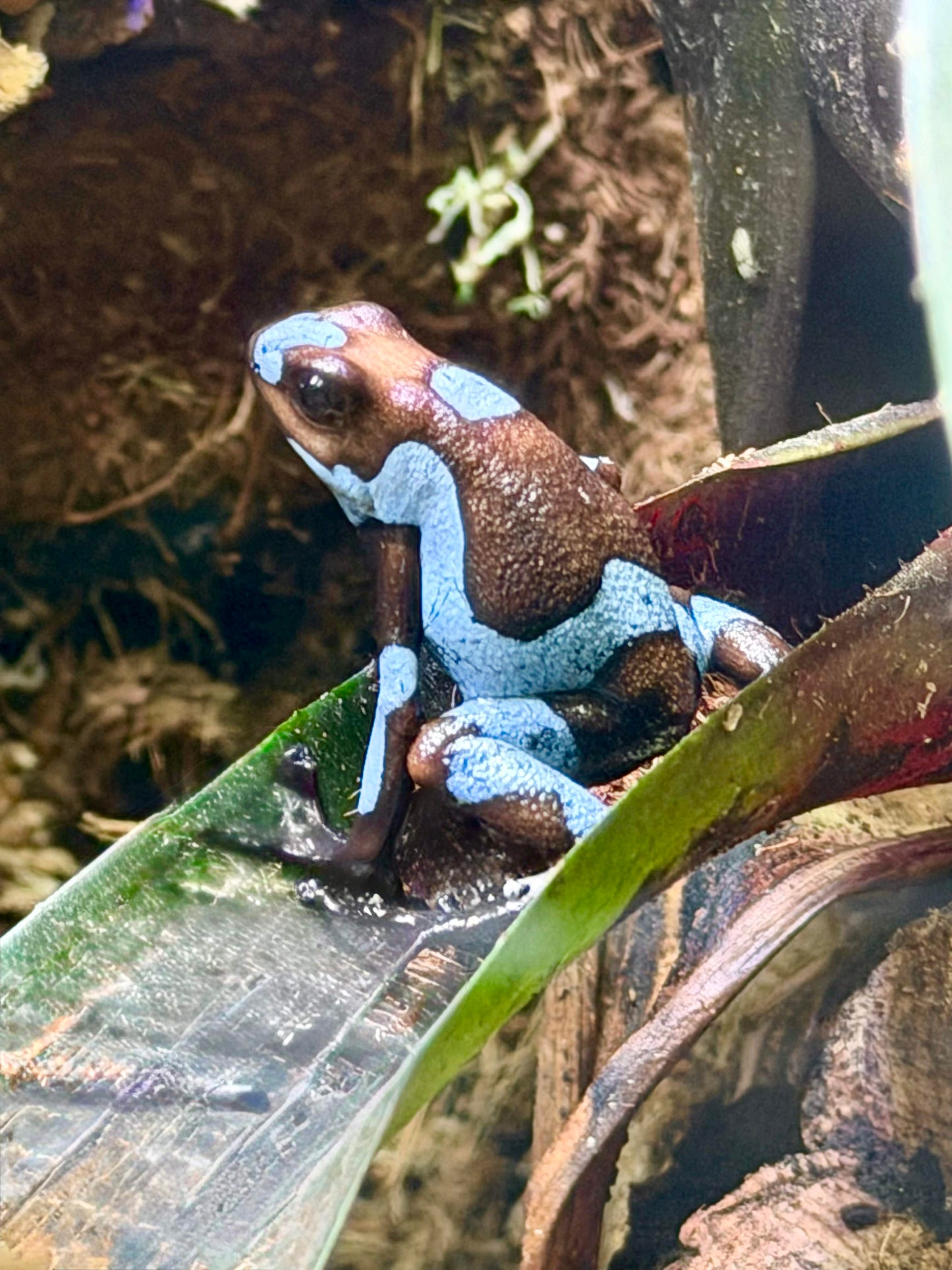 Oophaga histrionica "Blue"