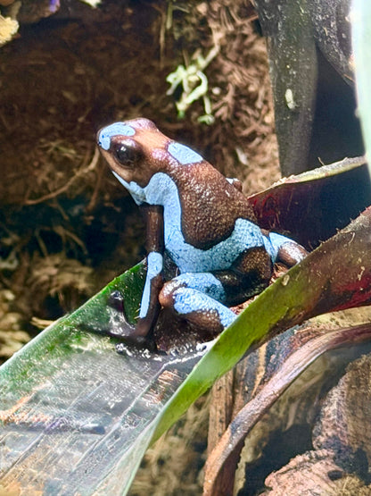 Oophaga histrionica "Blue"