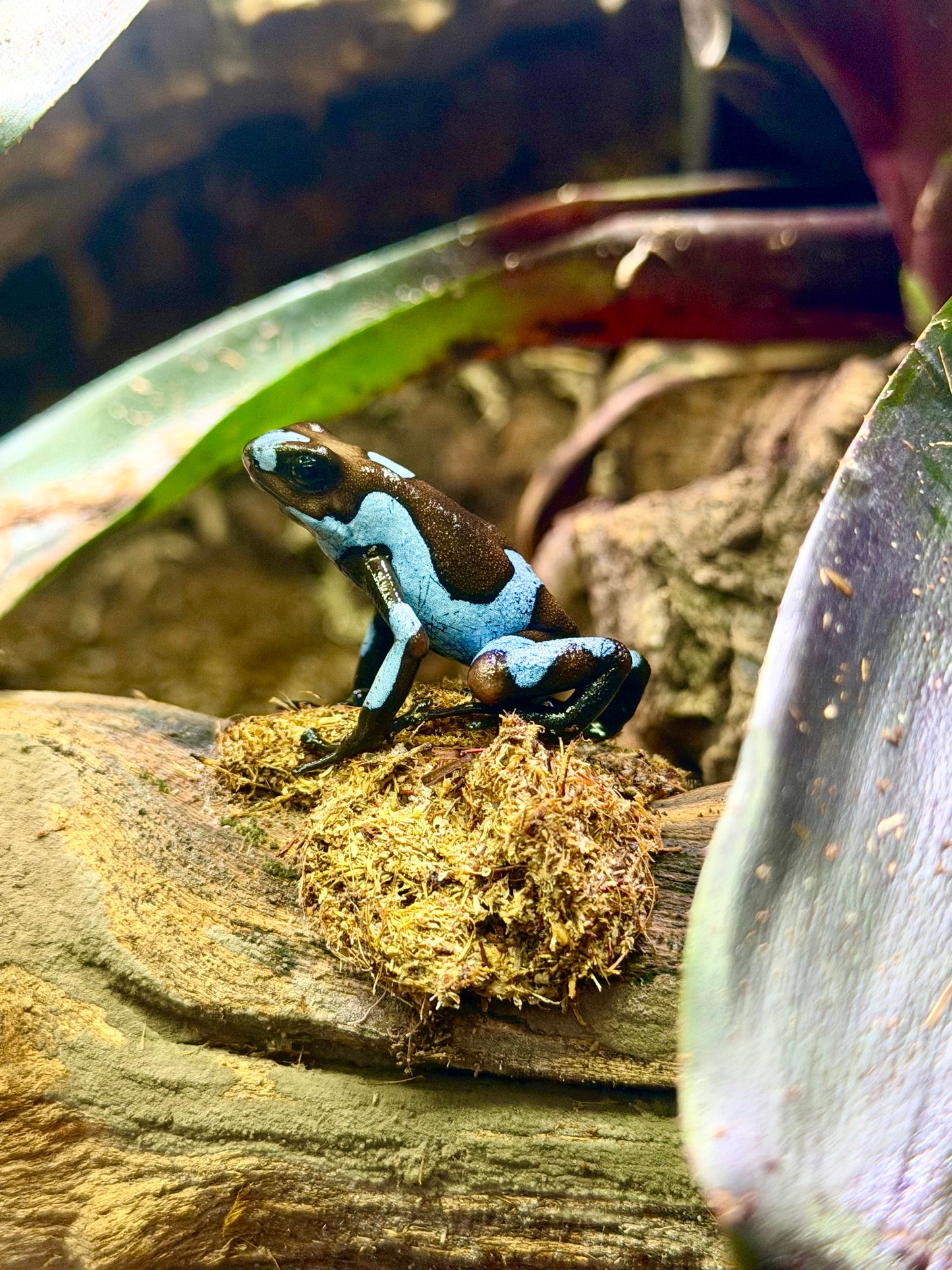 Oophaga histrionica "Blue"