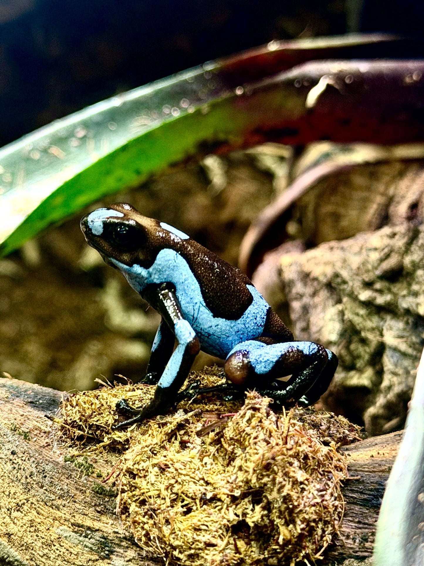 Oophaga histrionica "Blue"