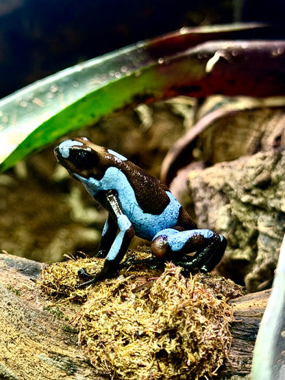 Oophaga histrionica "Blue"