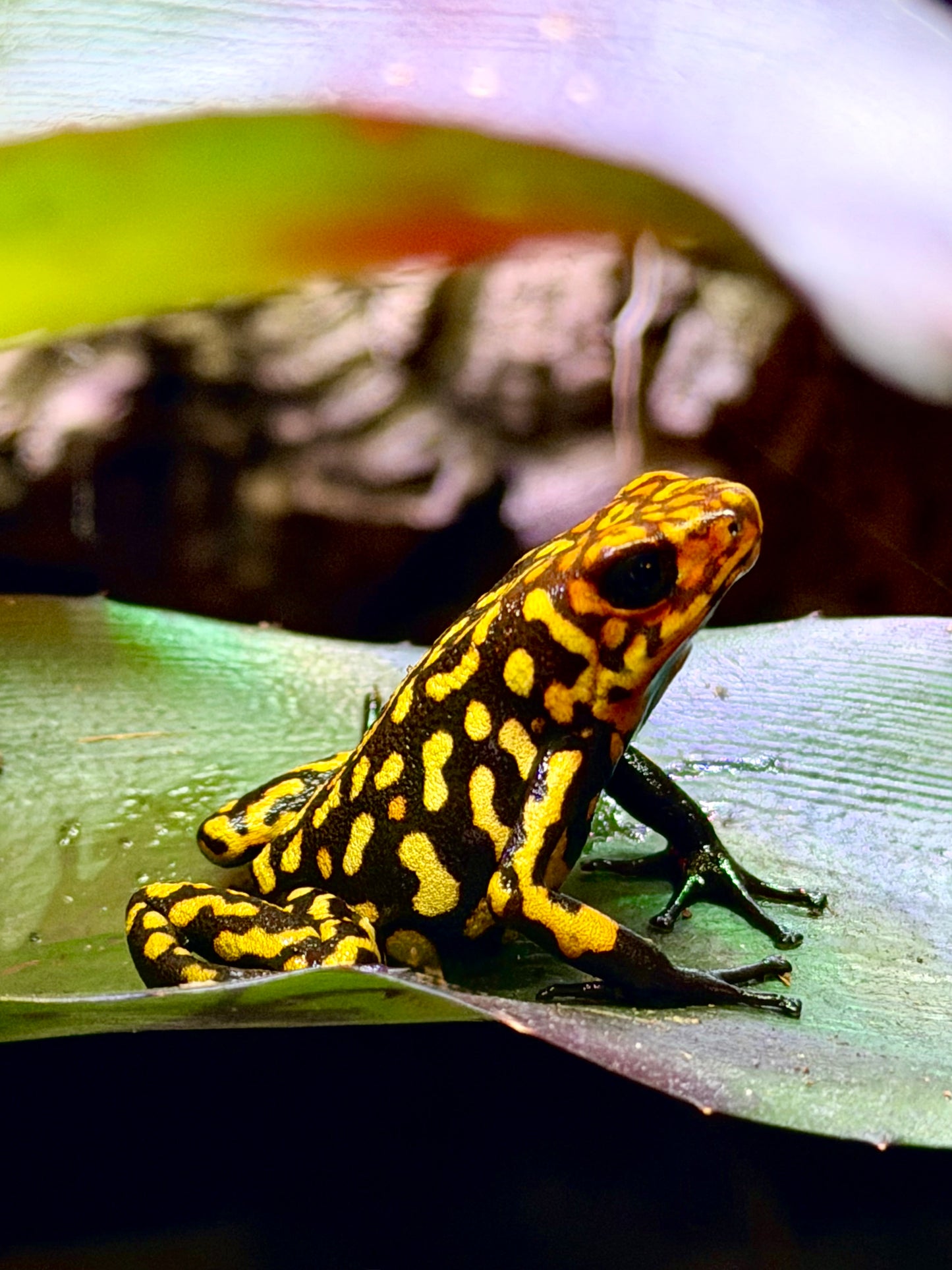 Oophaga histrionica "Redhead - Small Form" (Harlequin Poison Dart Frog)