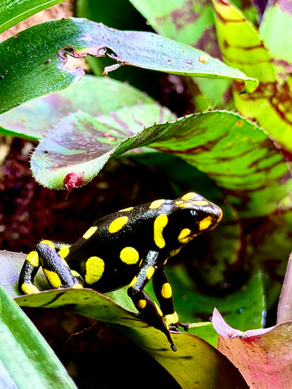 Oophaga histrionica "Pacasi"