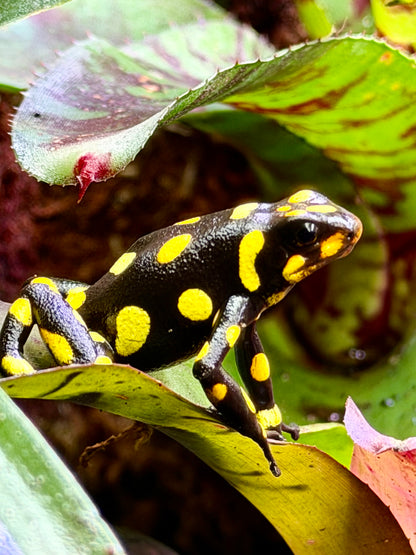 Oophaga histrionica "Pacasi"