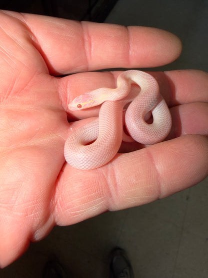 T Negative Blue Eyed Albino House Snake
