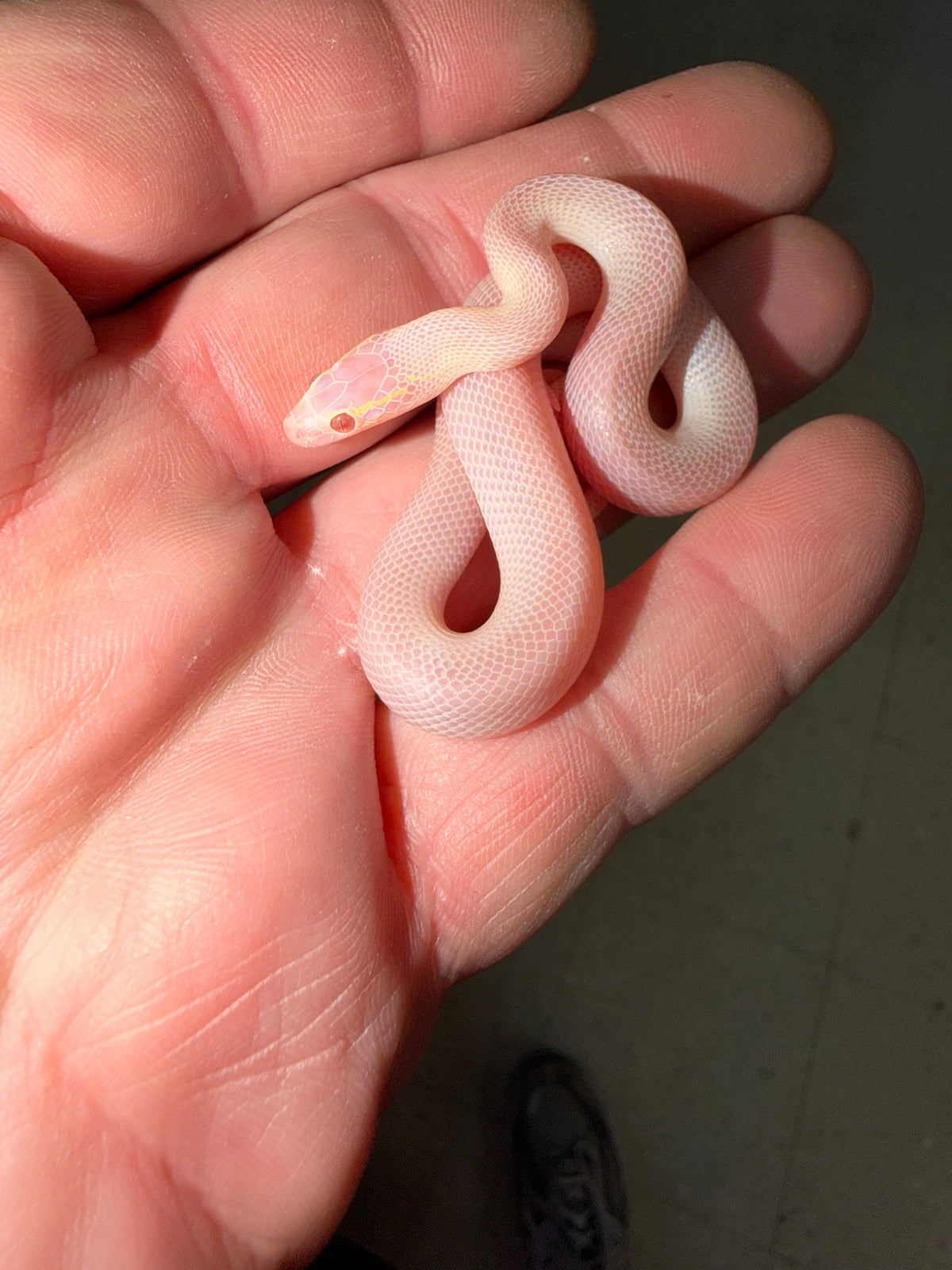 T Negative Blue Eyed Albino House Snake