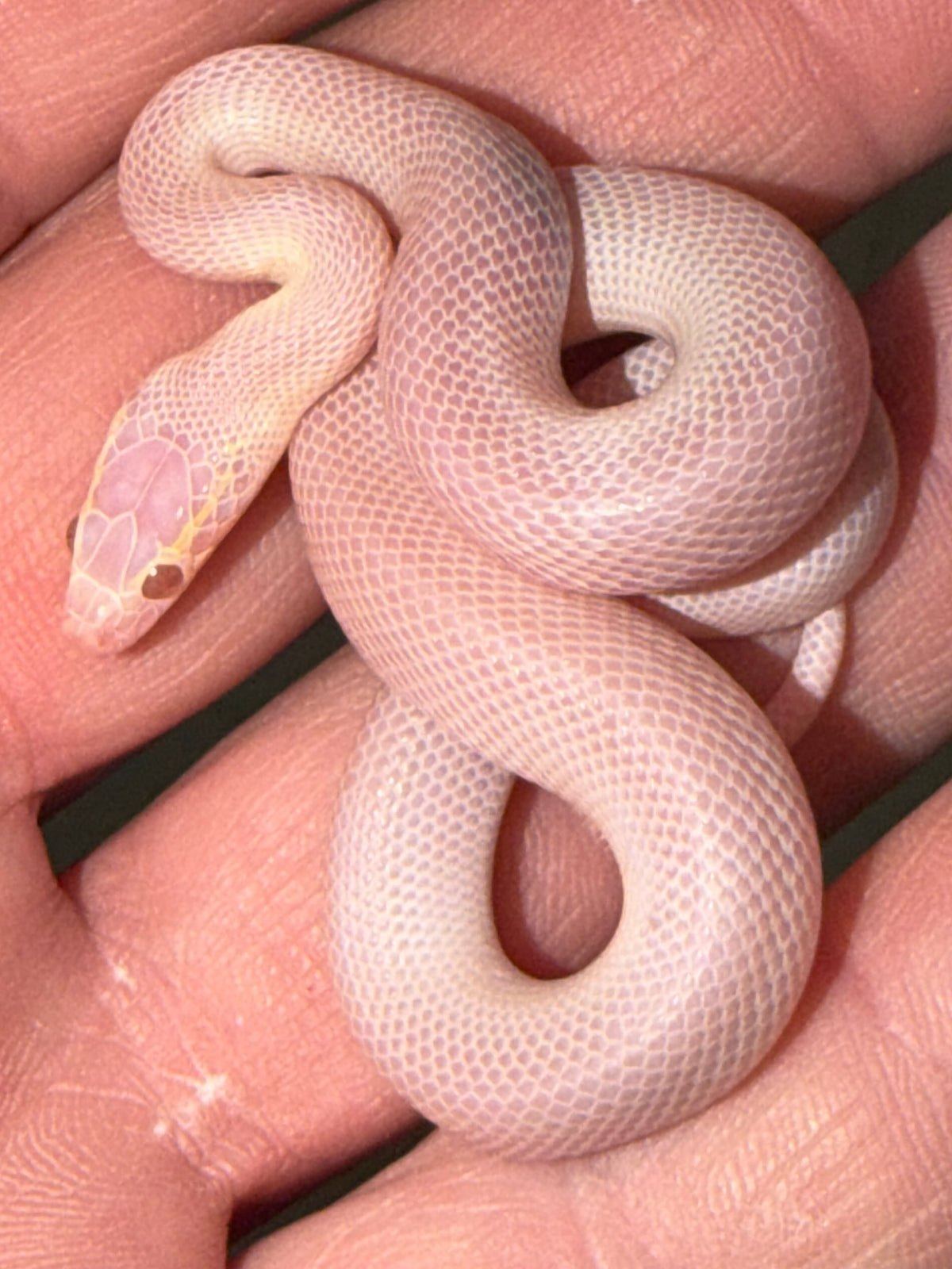 T Negative Blue Eyed Albino House Snake