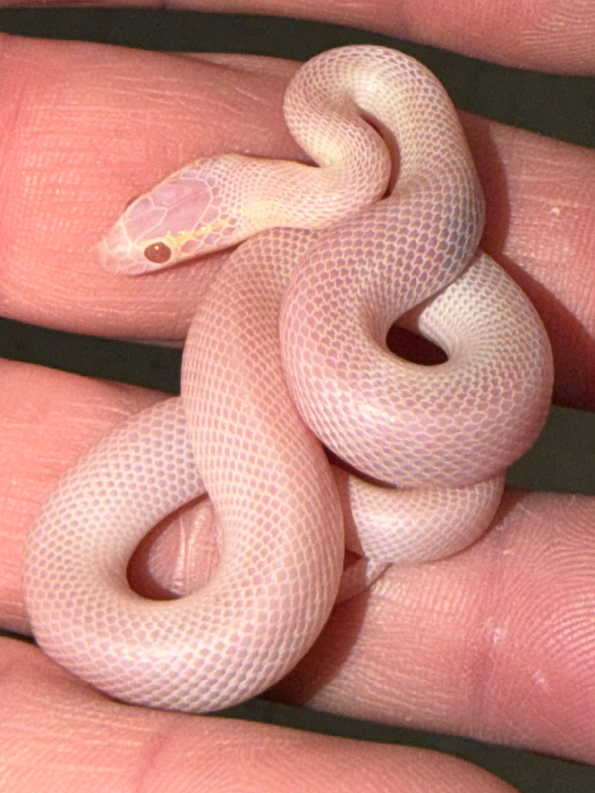 T Negative Blue Eyed Albino House Snake