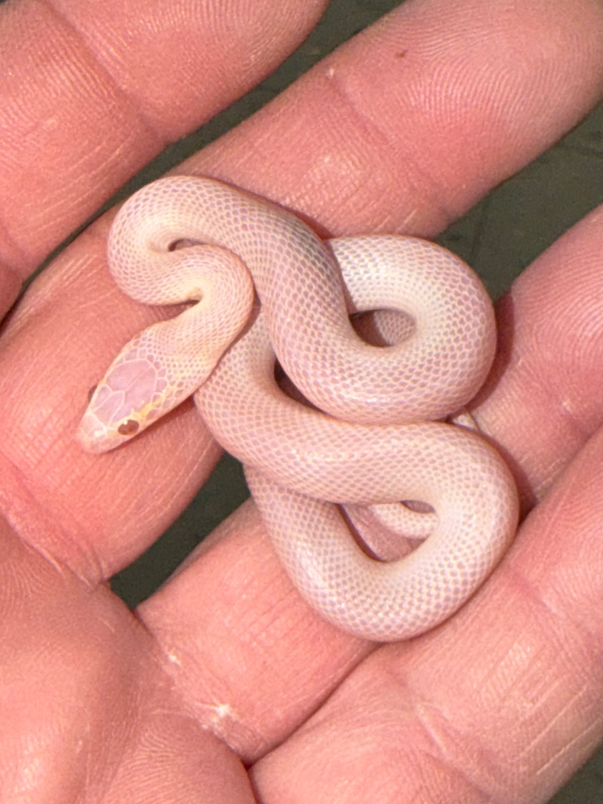 T Negative Blue Eyed Albino House Snake