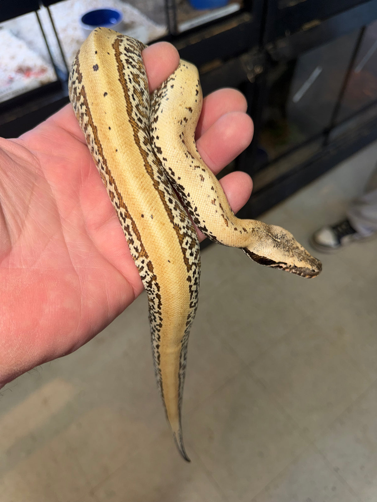 Pixel blood python male het albino