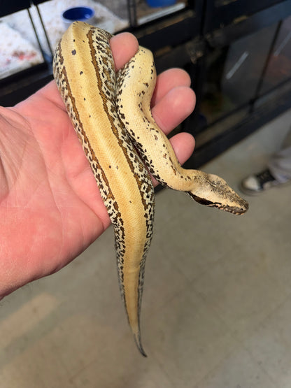 Pixel blood python male het albino
