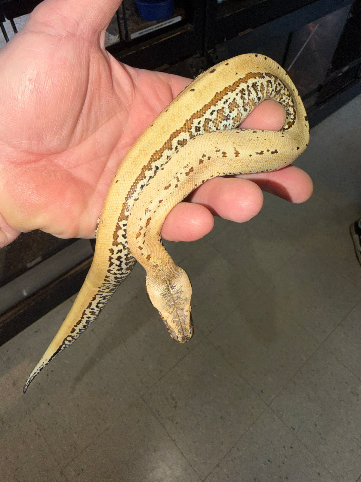 Pixel blood python male het albino