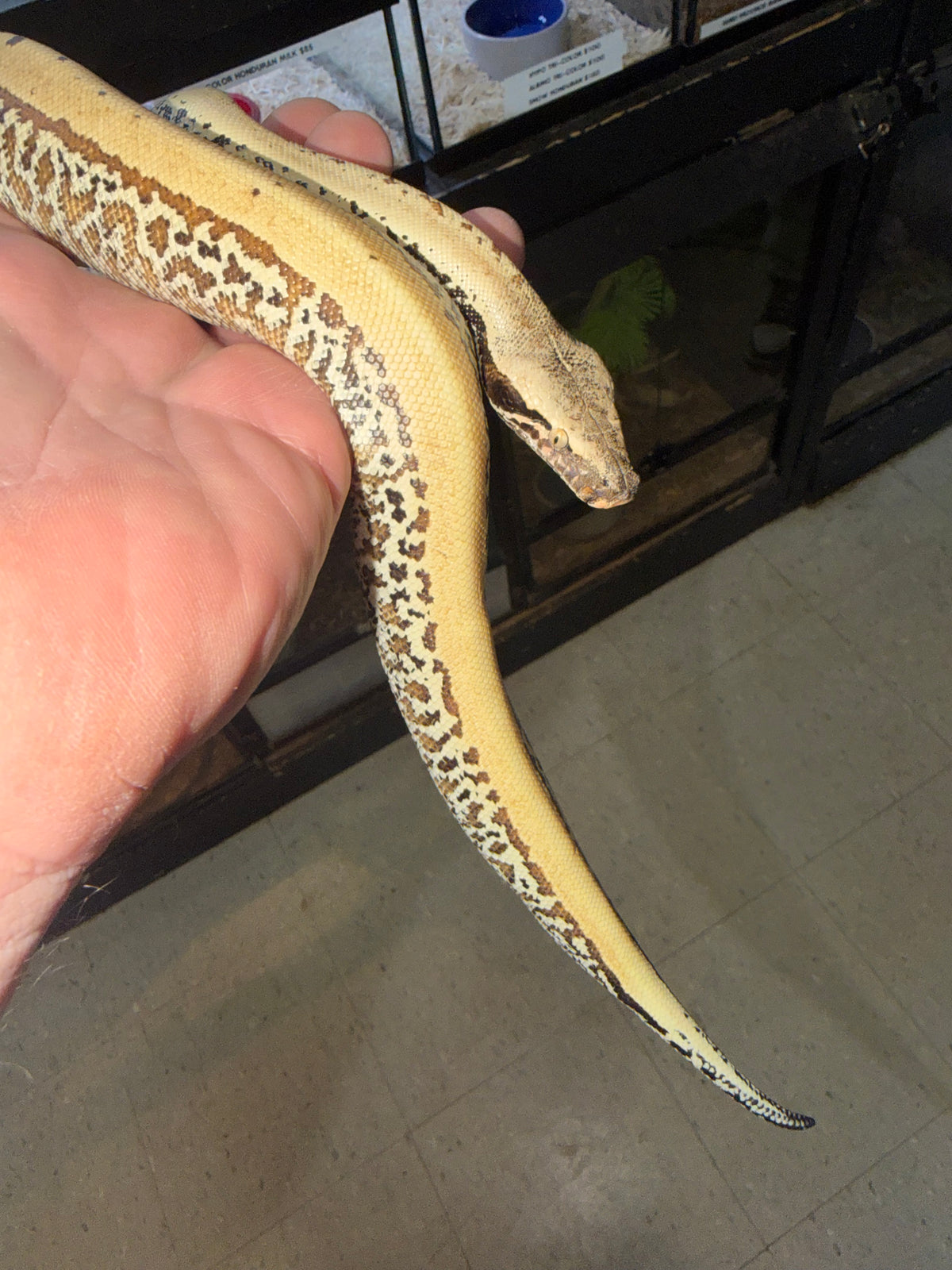 Pixel blood python male het albino