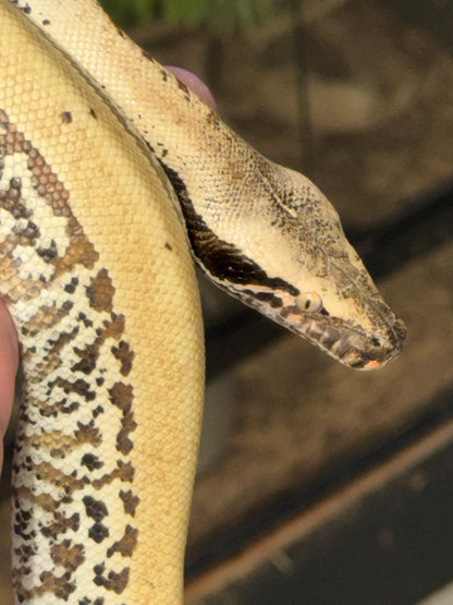 Pixel blood python male het albino
