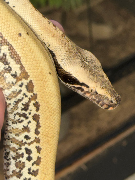 Pixel blood python male het albino