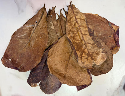 Premium Indian Almond Leaves (Catappa Leaves)