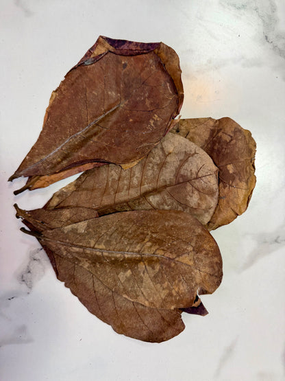 Premium Indian Almond Leaves (Catappa Leaves)