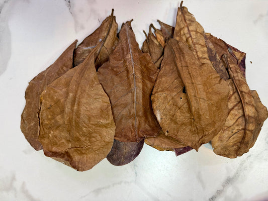 Premium Indian Almond Leaves (Catappa Leaves)