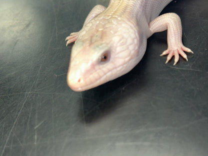 Ivory Northern Blue Tongue Skink - The "Luminous" Australian Icon (CB USA)