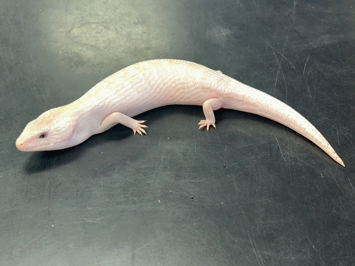 Ivory Northern Blue Tongue Skink - The "Luminous" Australian Icon (CB USA)