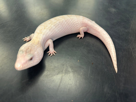 Ivory Northern Blue Tongue Skink - The "Luminous" Australian Icon (CB USA)