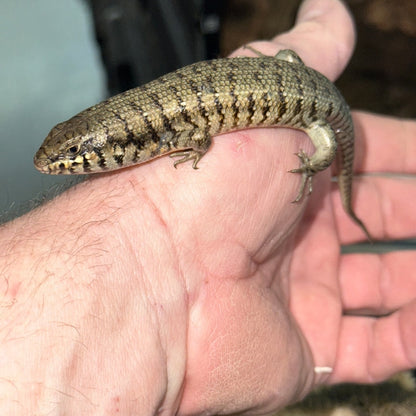 Kenyan Zebra Skinks