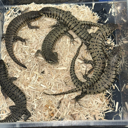 Kenyan Zebra Skinks