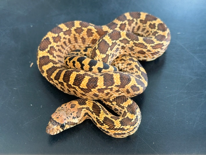 Kingsville Locale Red Bullsnake Baby