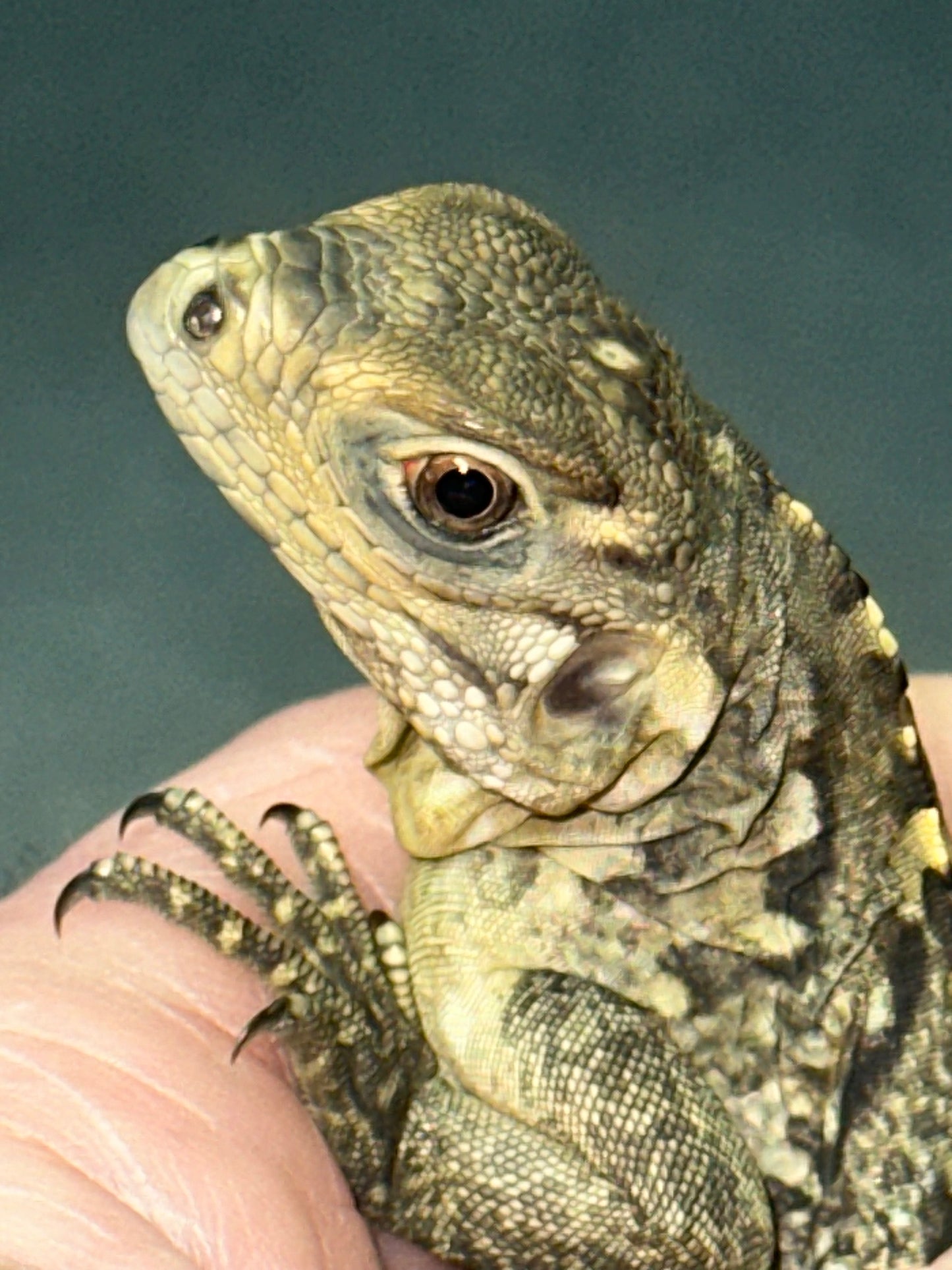 Lewisi Hybrid Rock Iguana (Cyclura lewisi hybrid) - The Blue-Hued Titan