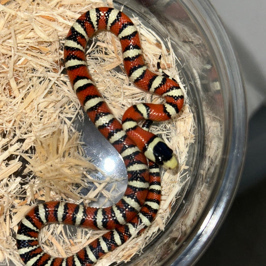 Het Applegate Pyro Pyro Arizona Mountain Kingsnake Baby