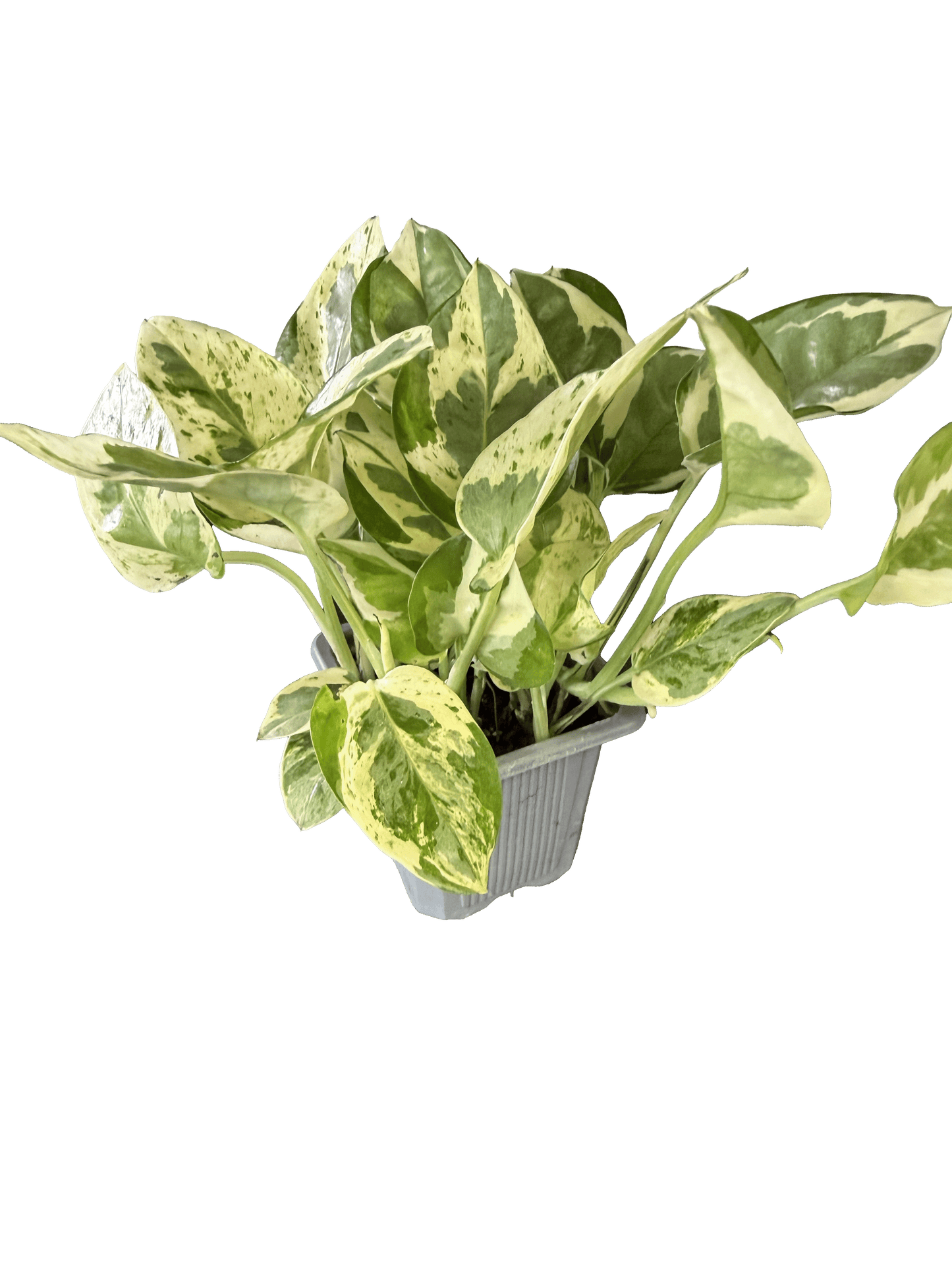 Manjula Pothos (Epipremnum aureum 'Manjula')