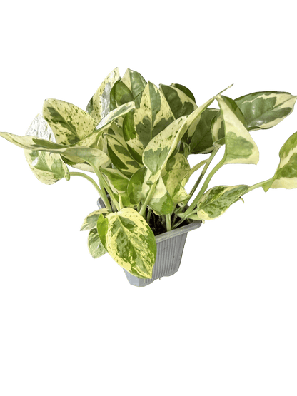 Manjula Pothos (Epipremnum aureum 'Manjula')