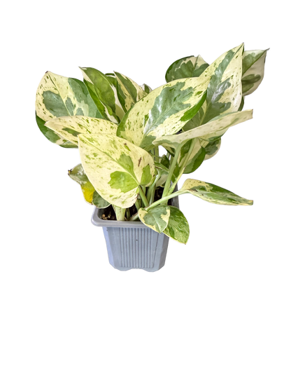 Manjula Pothos (Epipremnum aureum 'Manjula')