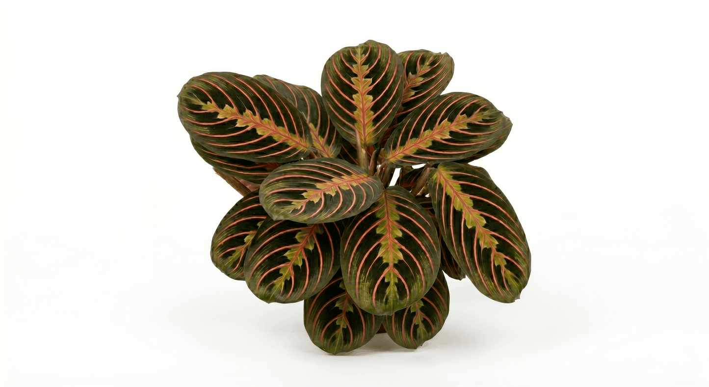 Maranta 'Marisela' Prayer Plant – Premium Tropical Bioactive Understory Ground Cover