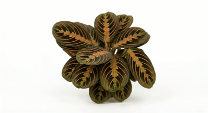 Maranta 'Marisela' Prayer Plant – Premium Tropical Bioactive Understory Ground Cover
